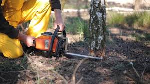 Trusted Gibsonia, PA Tree Care Experts