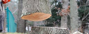 How Our Tree Care Process Works  in  Gibsonia, PA