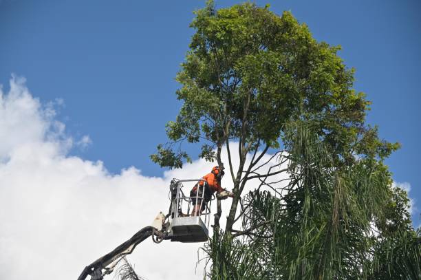 Best Lawn Renovation and Restoration  in Gibsonia, PA
